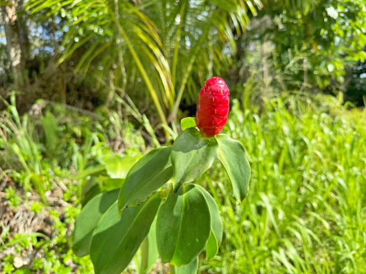 ANAE ST, PAHOA, HI 96778, PAHOA, HI 96778, photo 1 of 17